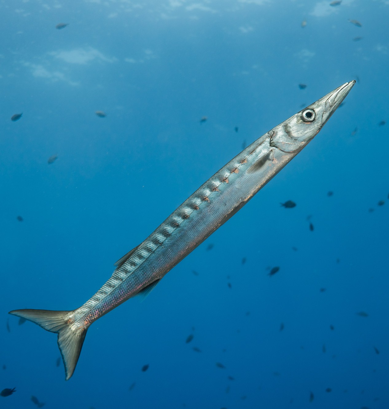 Barracuda