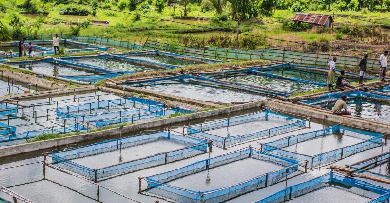 Expertise in cultivating multiple species within integrated systems, enabling diversification, resilience, and improved economic returns.